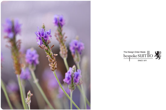 ★Lavender