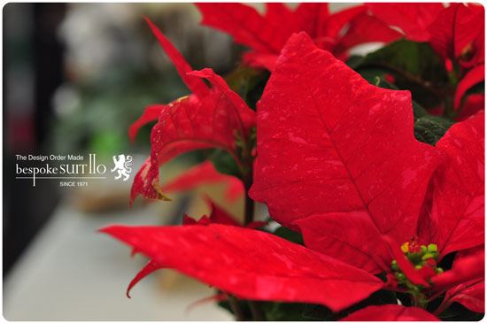 ★Christmas Flower